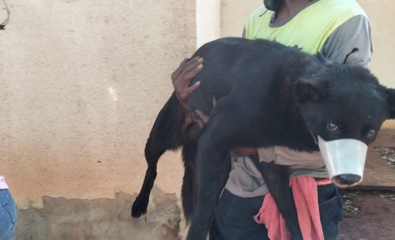 Pet Coletivo da(o) Negão 