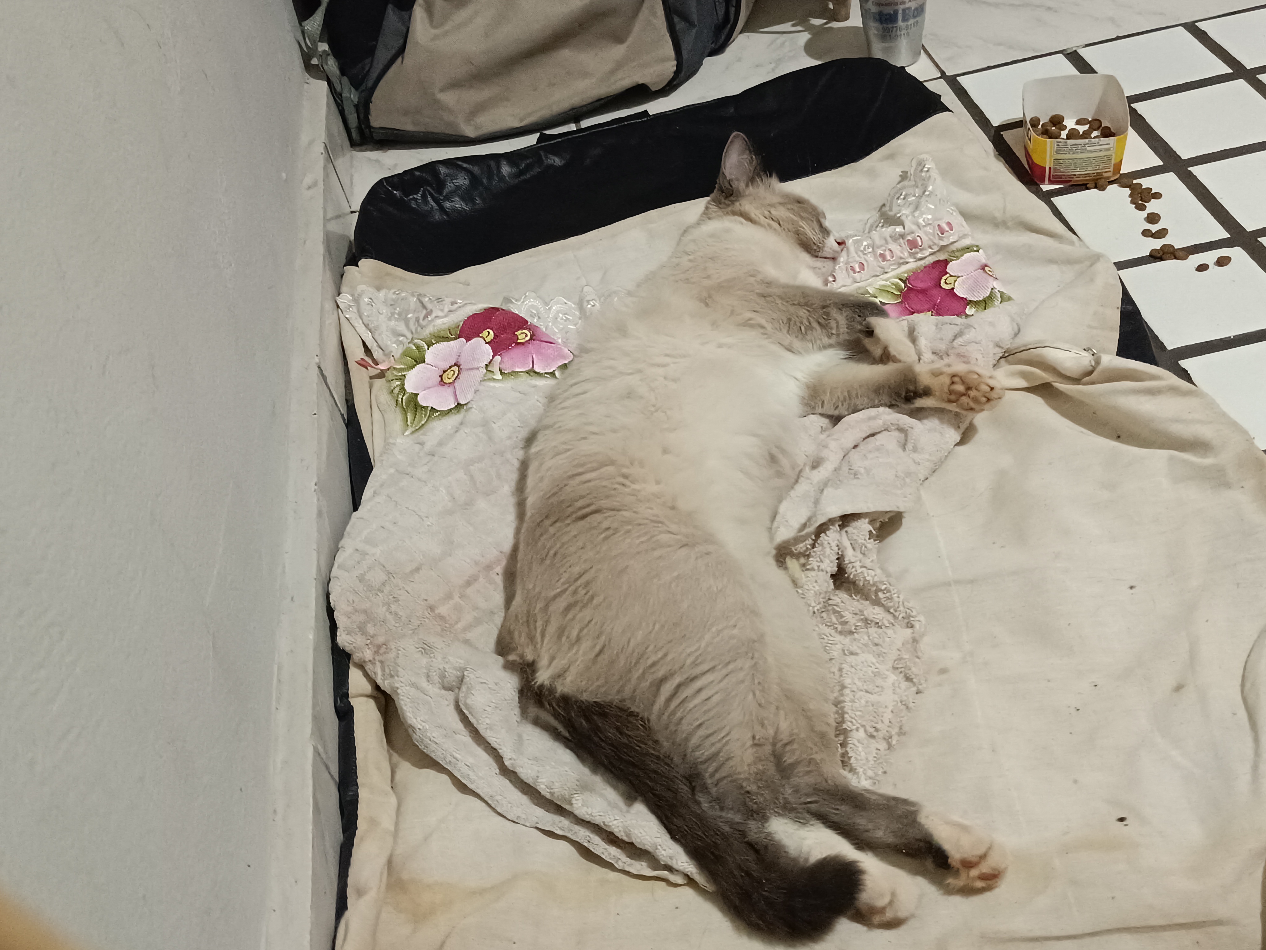 Pet Coletivo da(o) Meggie 