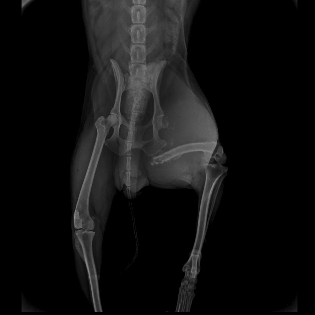 Pet Coletivo da(o) BOB 