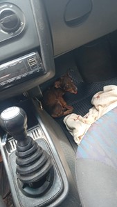 Vaquinha do(a) Astrid 