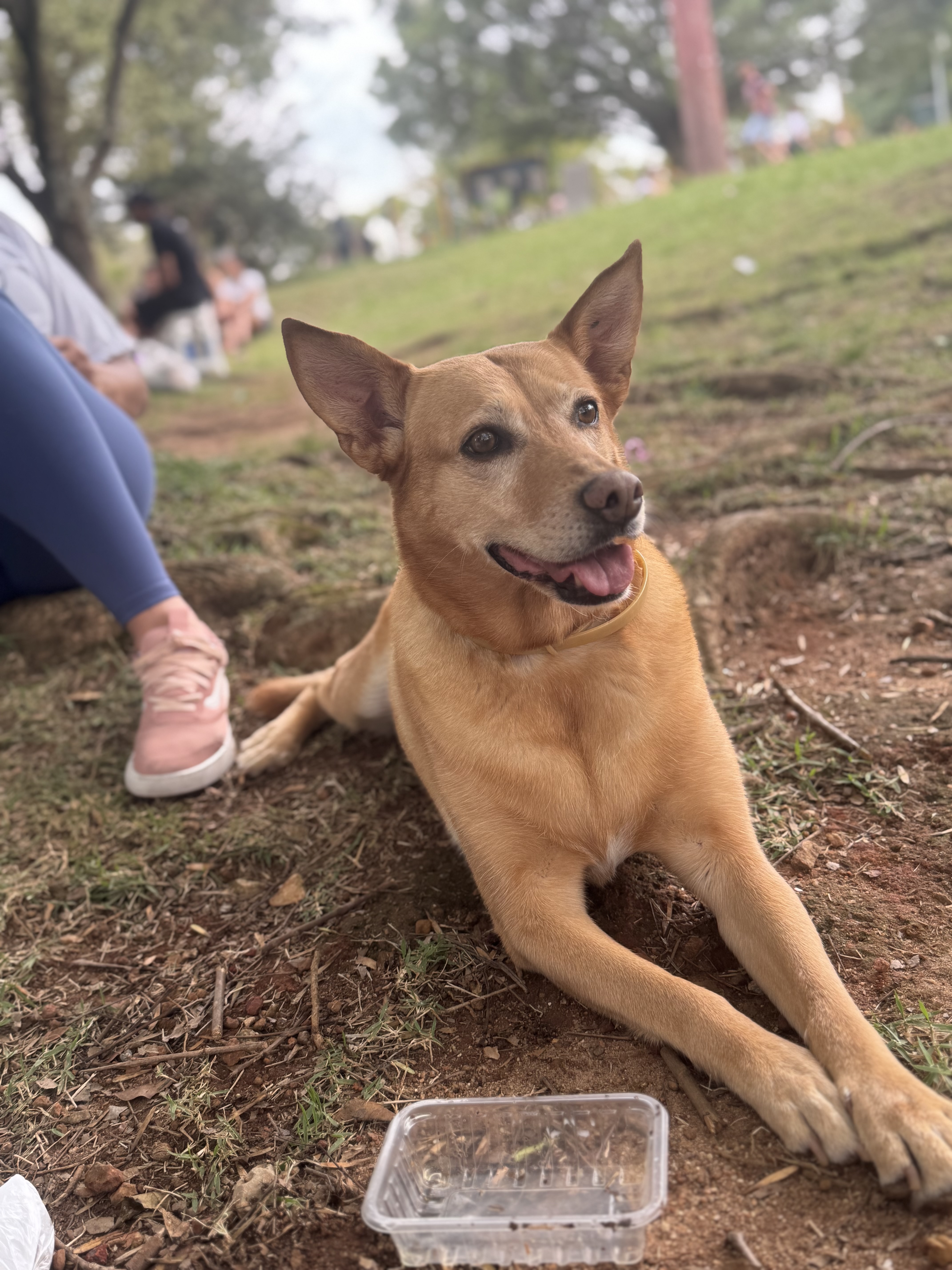 Pet Coletivo da(o)  Ajude a Antonella a continuar lutando pela vida ??