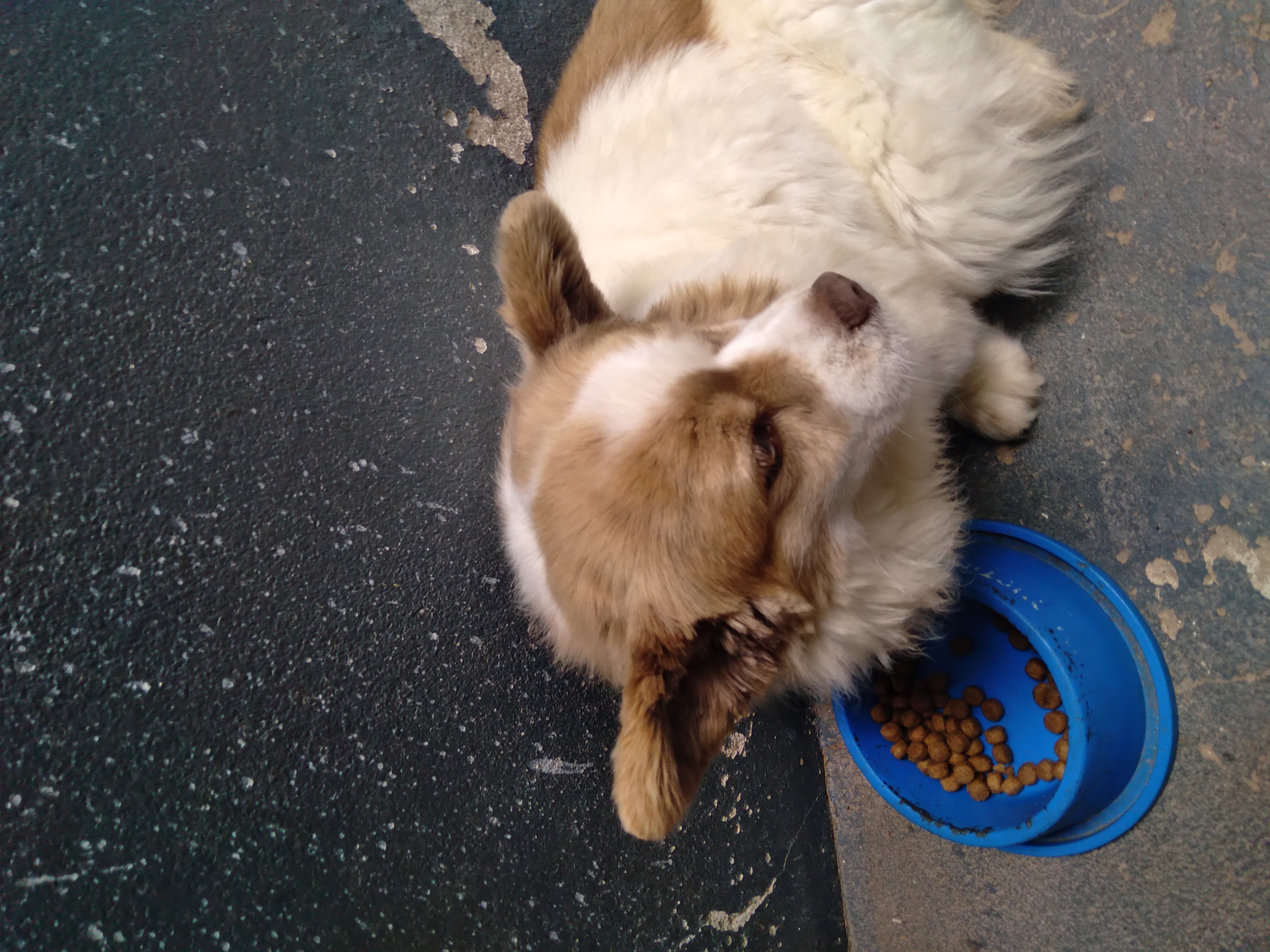 Pet Coletivo da(o) Luna