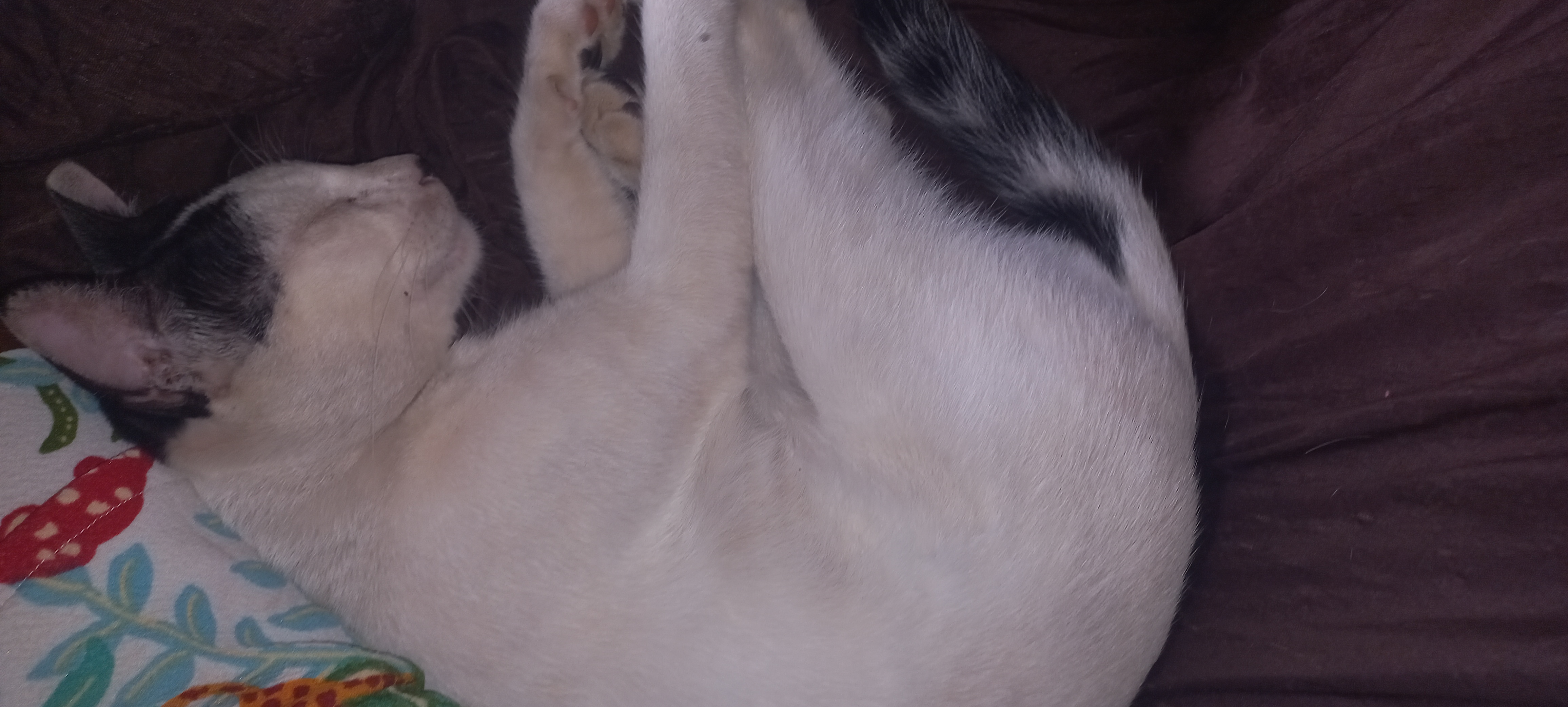 Pet Coletivo da(o) Xaninho 