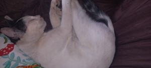 Vaquinha do(a) Xaninho 