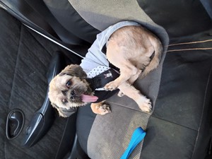 Vaquinha do(a) Floquinho 