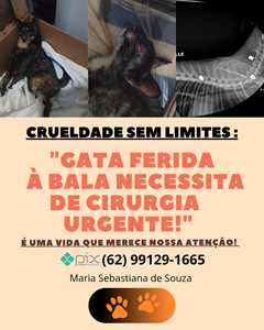 Vaquinha do(a) Vitória (gata)