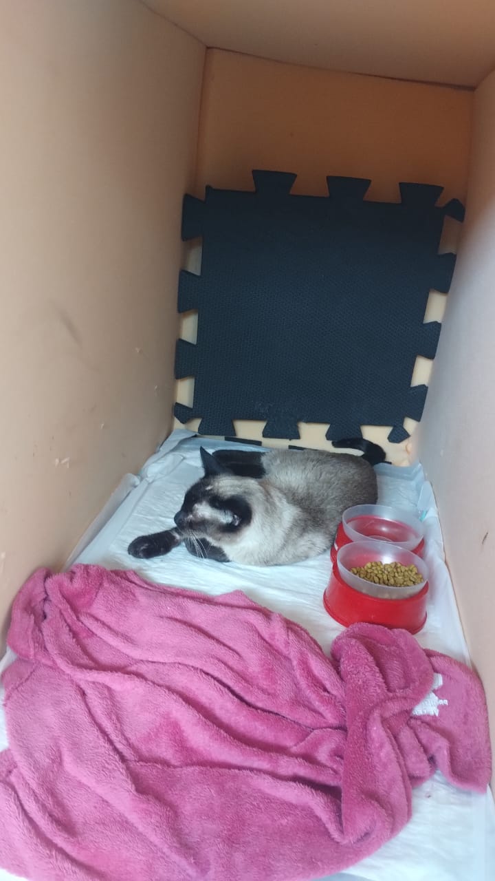 Pet Coletivo da(o) Cacau