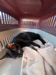 Vaquinha do(a) Salem Vanzella