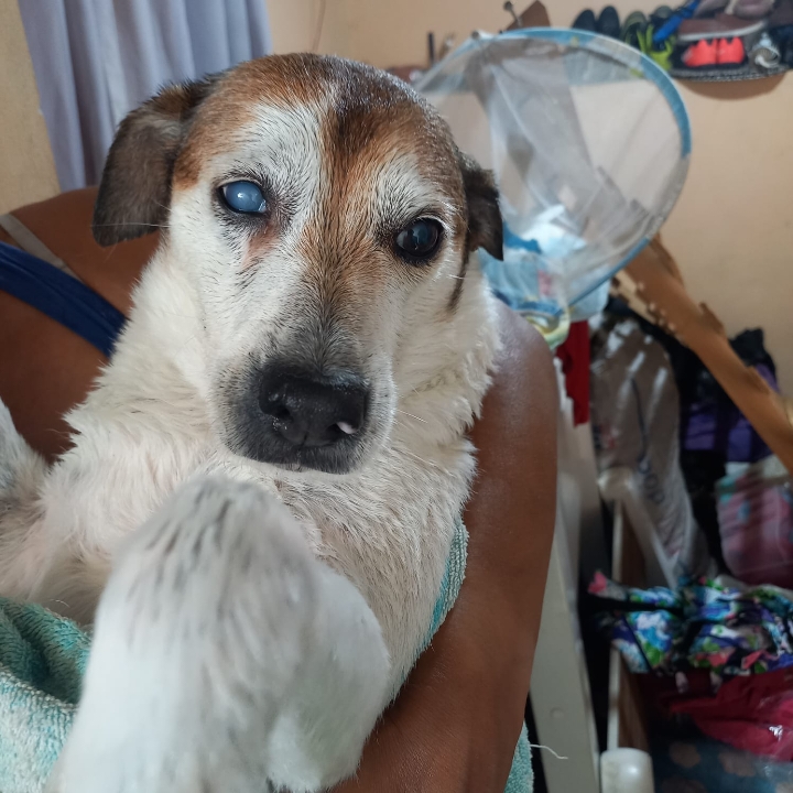 Pet Coletivo da(o) Milu