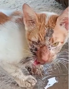 Pet Coletivo da(o) Anjinho