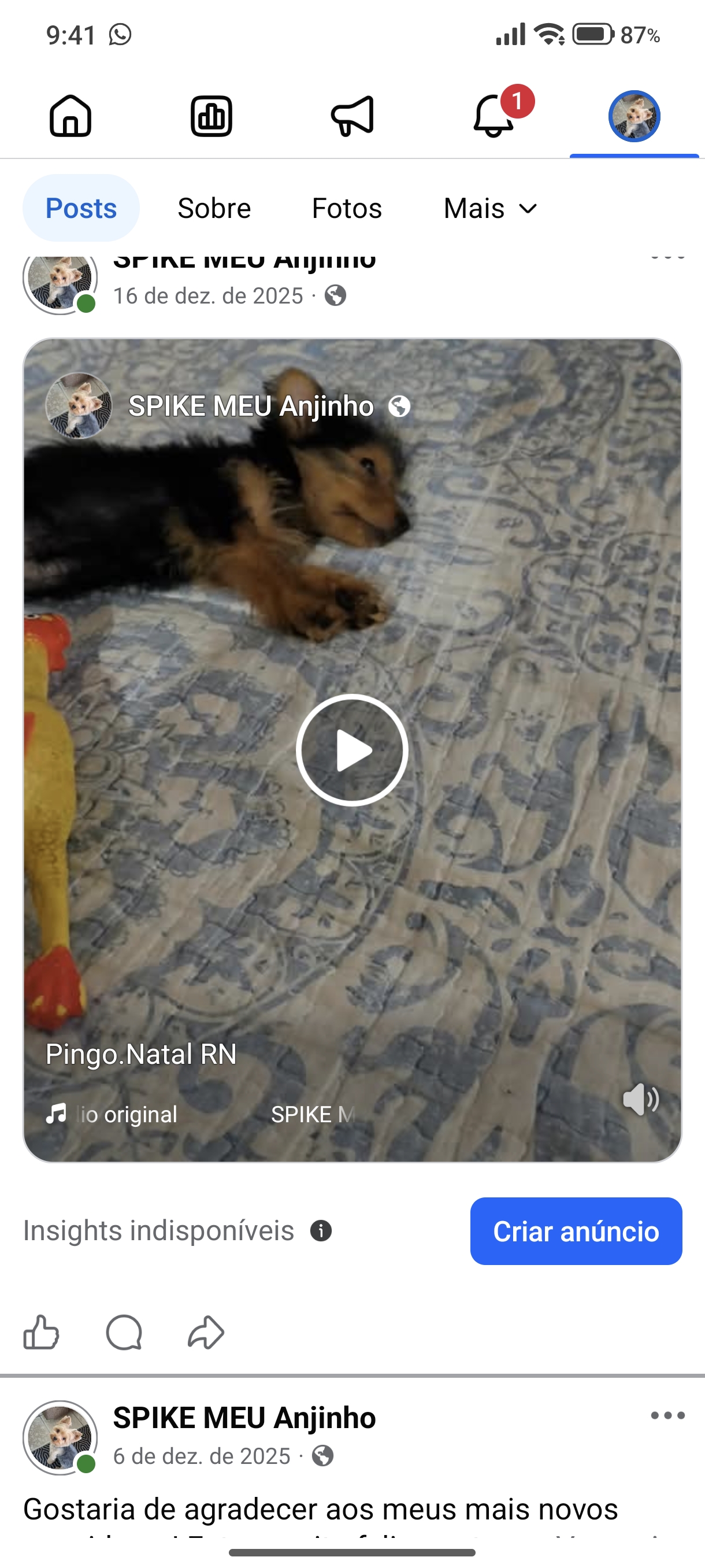 Pet Coletivo da(o) Spike II 