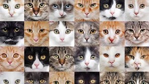 Vaquinha do(a) Varios 