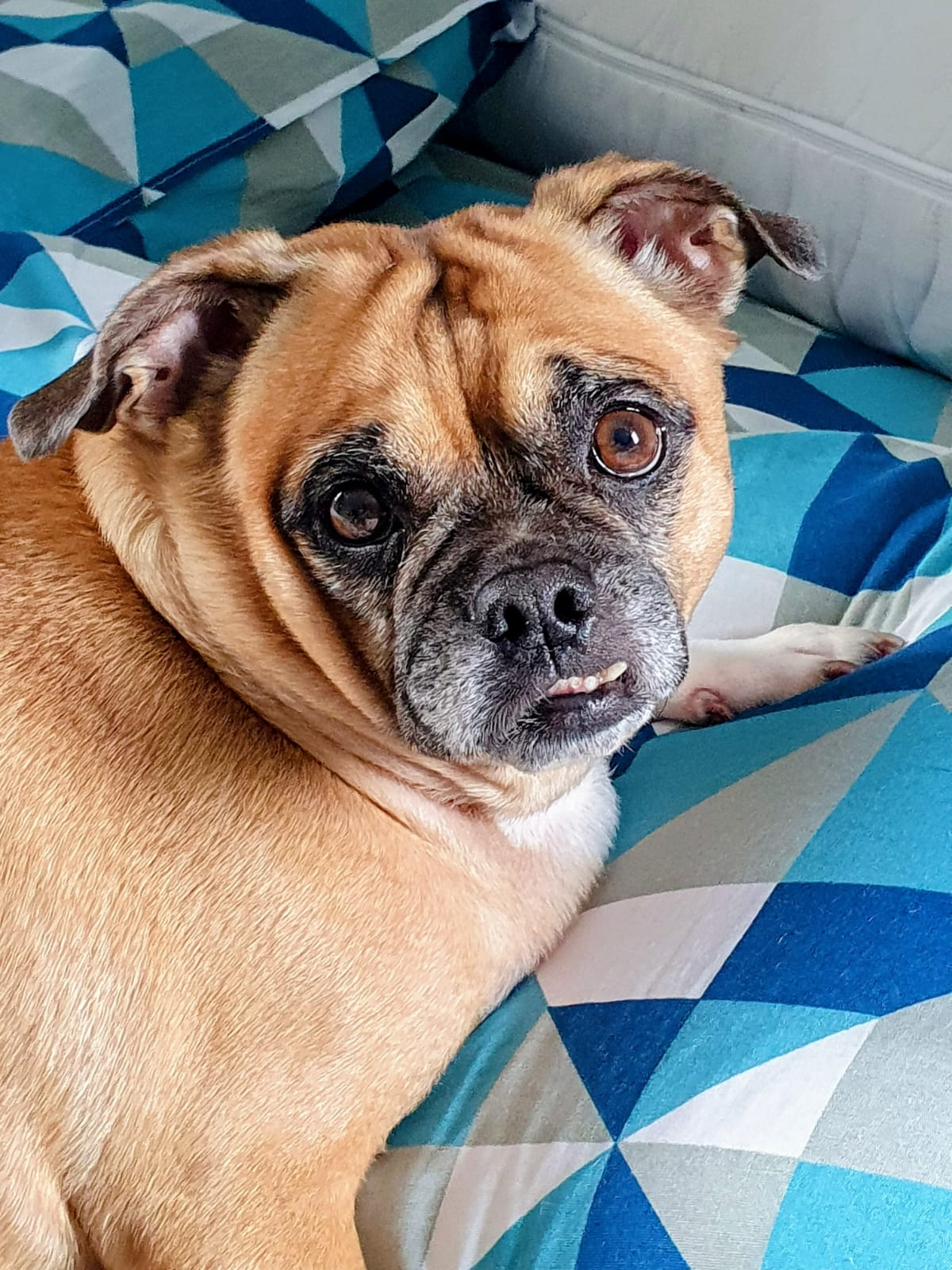 Pet Coletivo da(o) Lika