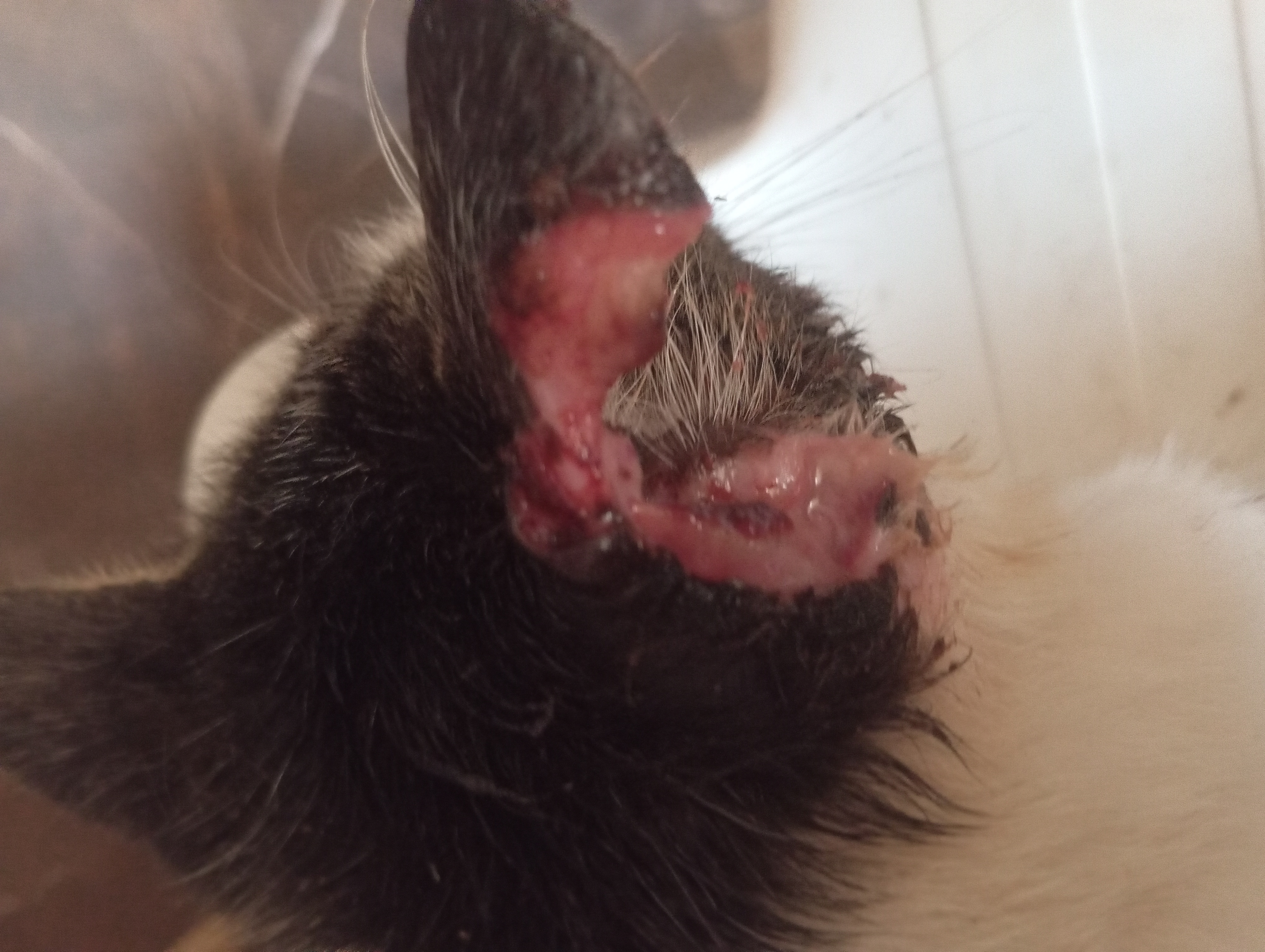 Pet Coletivo da(o) ESTER RAMOS DE LIMA SILVA