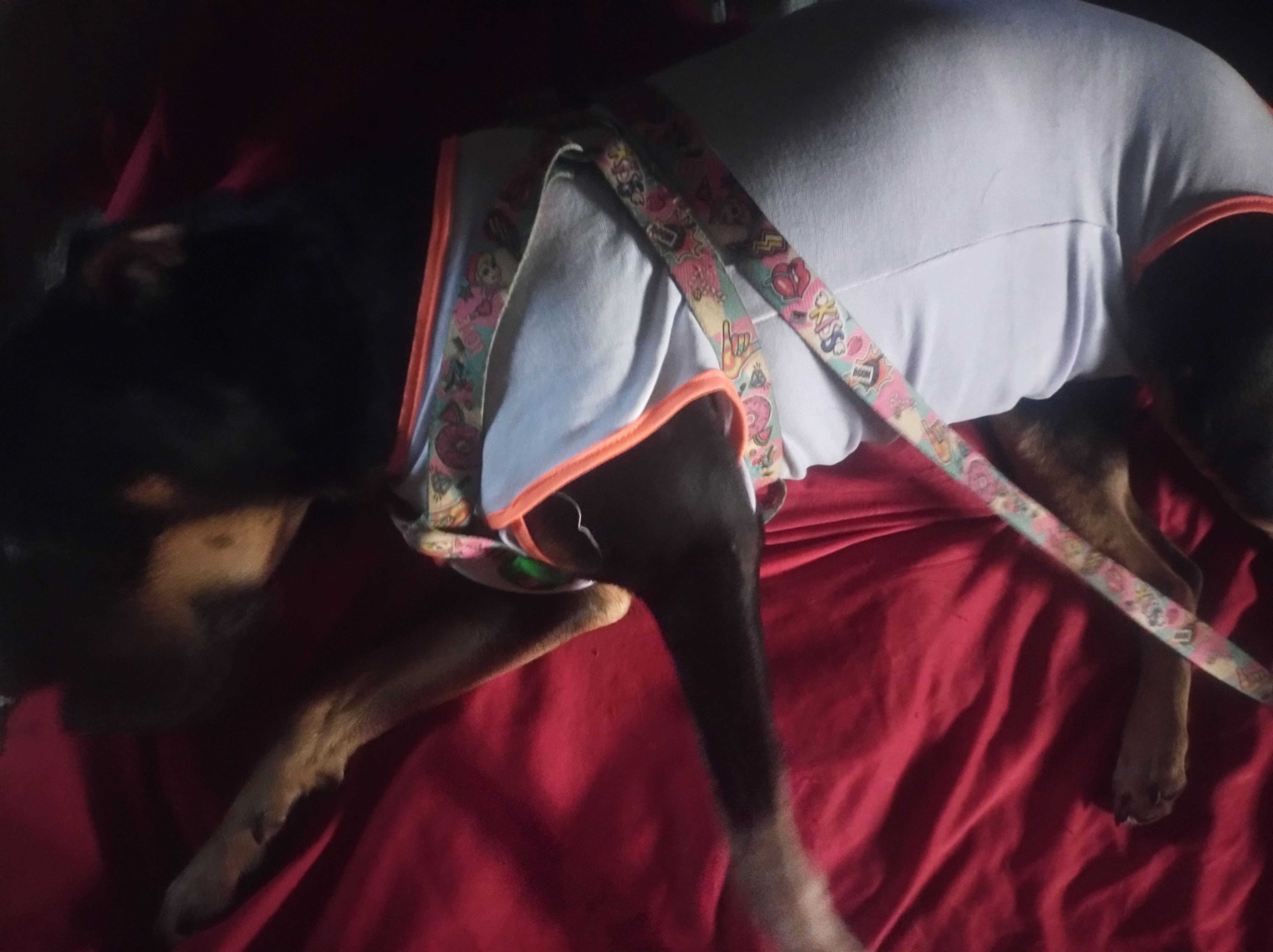 Pet Coletivo da(o) Amora