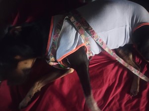 Vaquinha do(a) Amora