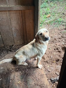 Vaquinha do(a) Filó