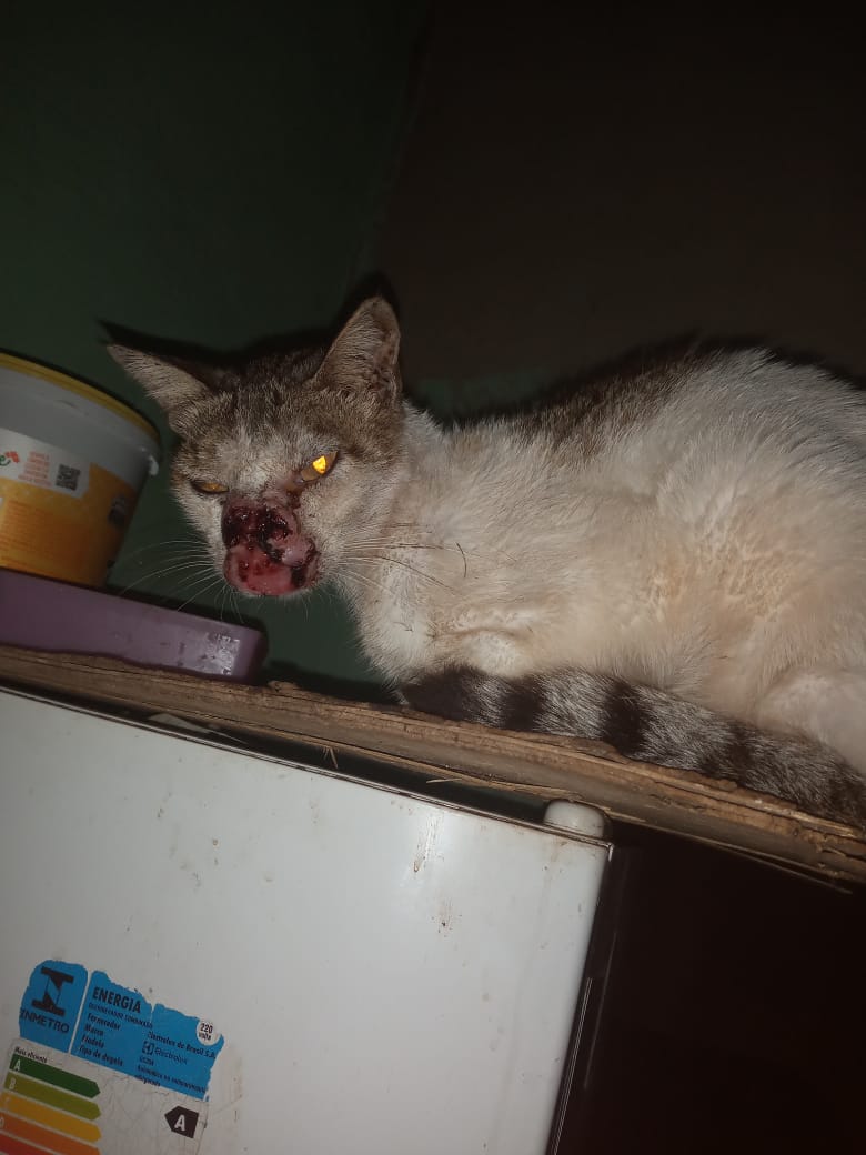 Pet Coletivo da(o) Mimi