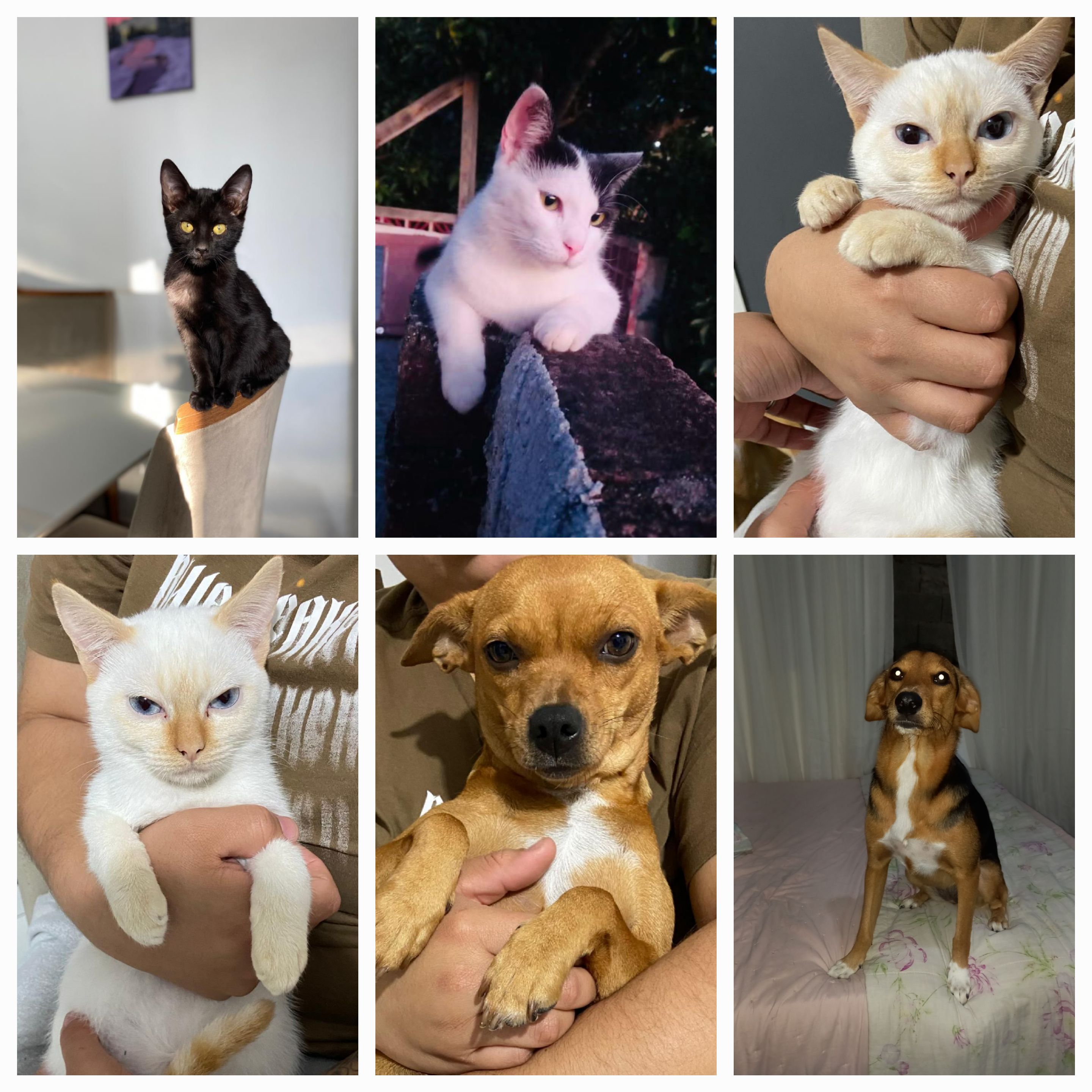 Pet Coletivo da(o) 7 pets 