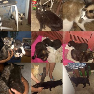 Rifa do(a) Ajuda 14 gatos