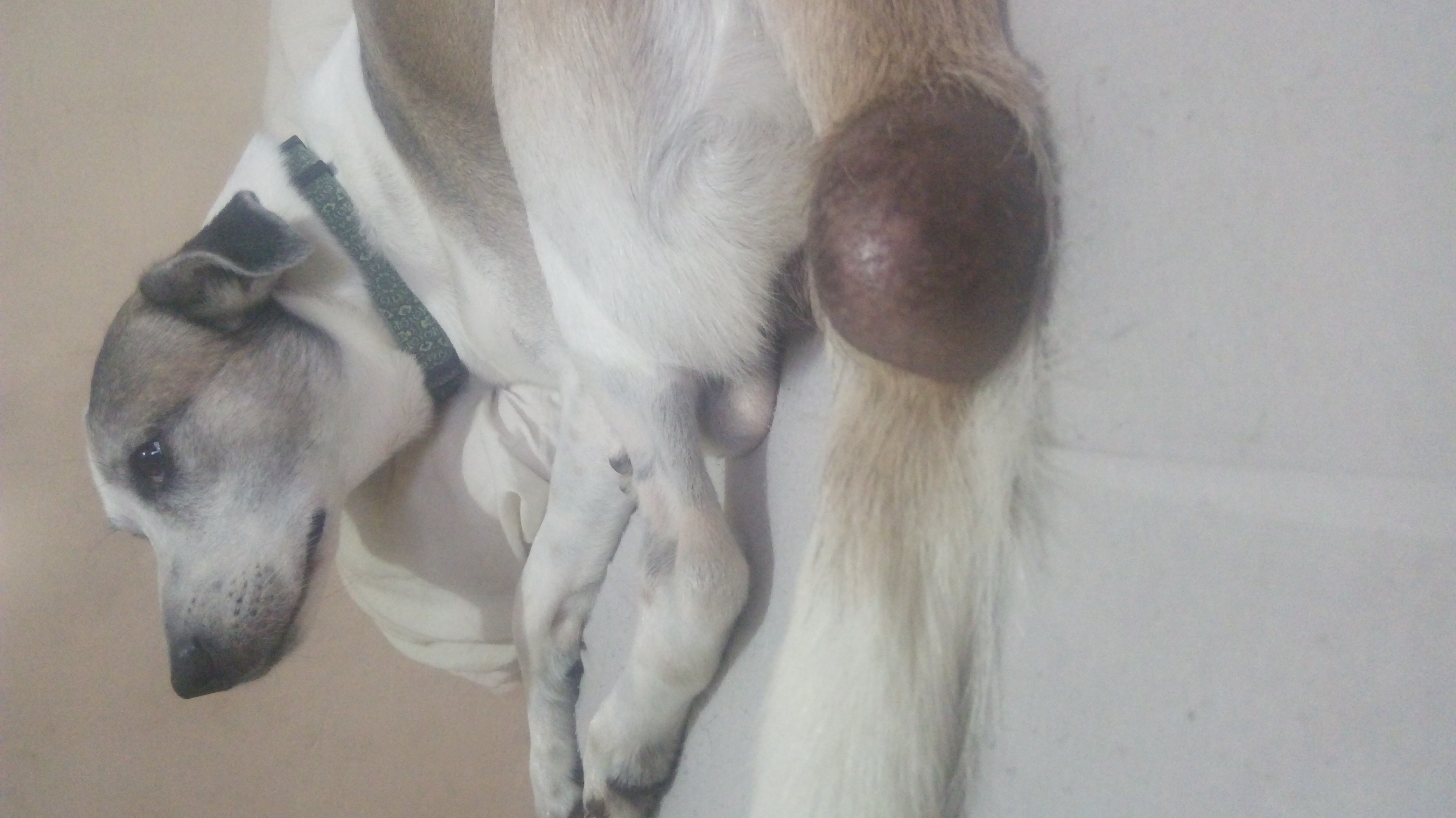 Rifa do(a) /Uploads/Usuarios/Rifas/2018/December/fabd2202-23f8-e811-9f2a-000d3a70518f/5954_20181204_155134.jpg