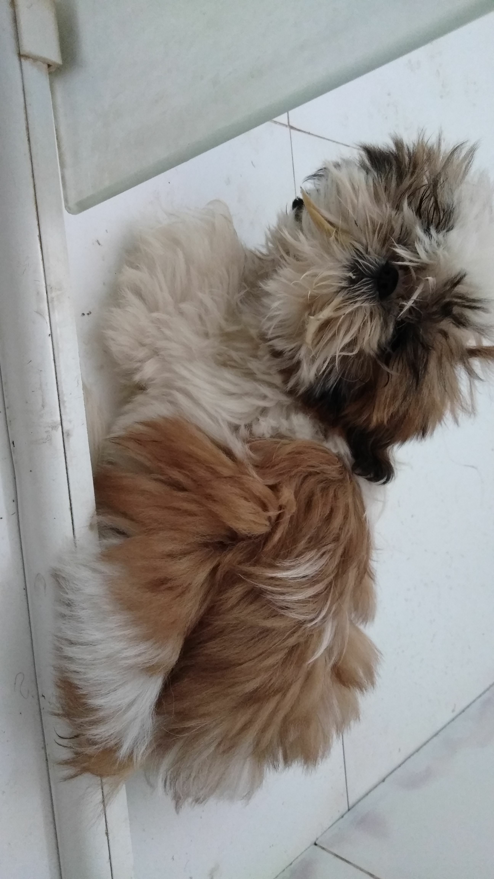 Rifa do(a) /Uploads/Usuarios/Rifas/2018/July/ae9e93c4-e786-e811-80c2-000d3a705c8a/IMG20180709WA0004_1.jpeg