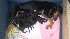 Rifa do(a) Meg e família 