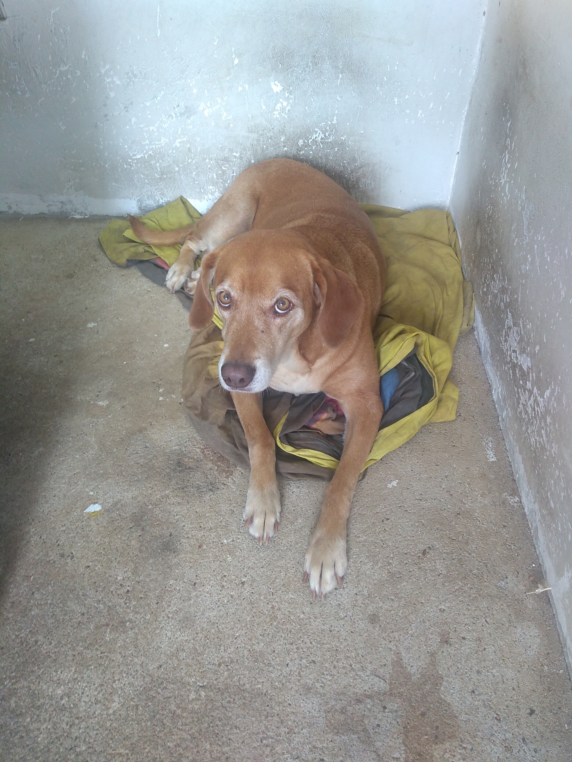 Rifa do(a) /Uploads/Usuarios/Rifas/2018/November/97a62be1-f1e8-e811-9f2a-000d3a70518f/IMG_20181115_141802485.jpg