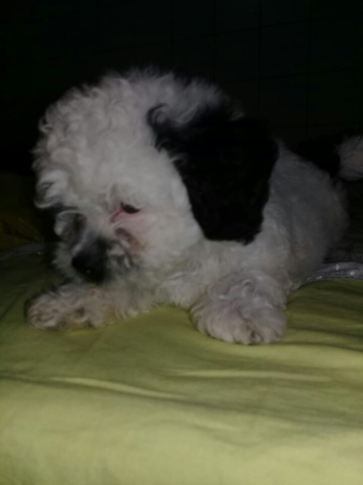 Rifa do(a) /Uploads/Usuarios/Rifas/2018/October/3709972a-35cf-e811-af11-000d3a70547b/IMG20181013WA0004.jpg