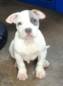 Rifa do(a) Vamos ajudar o Jack