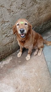 Rifa do(a) PiTudi - Gertrudes em memória de Pitanga