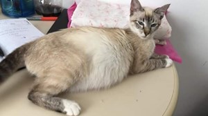 Rifa do(a) Gatos e Cachorros abandonados ??