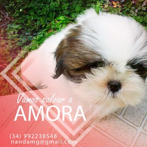 Rifa do(a) Amora