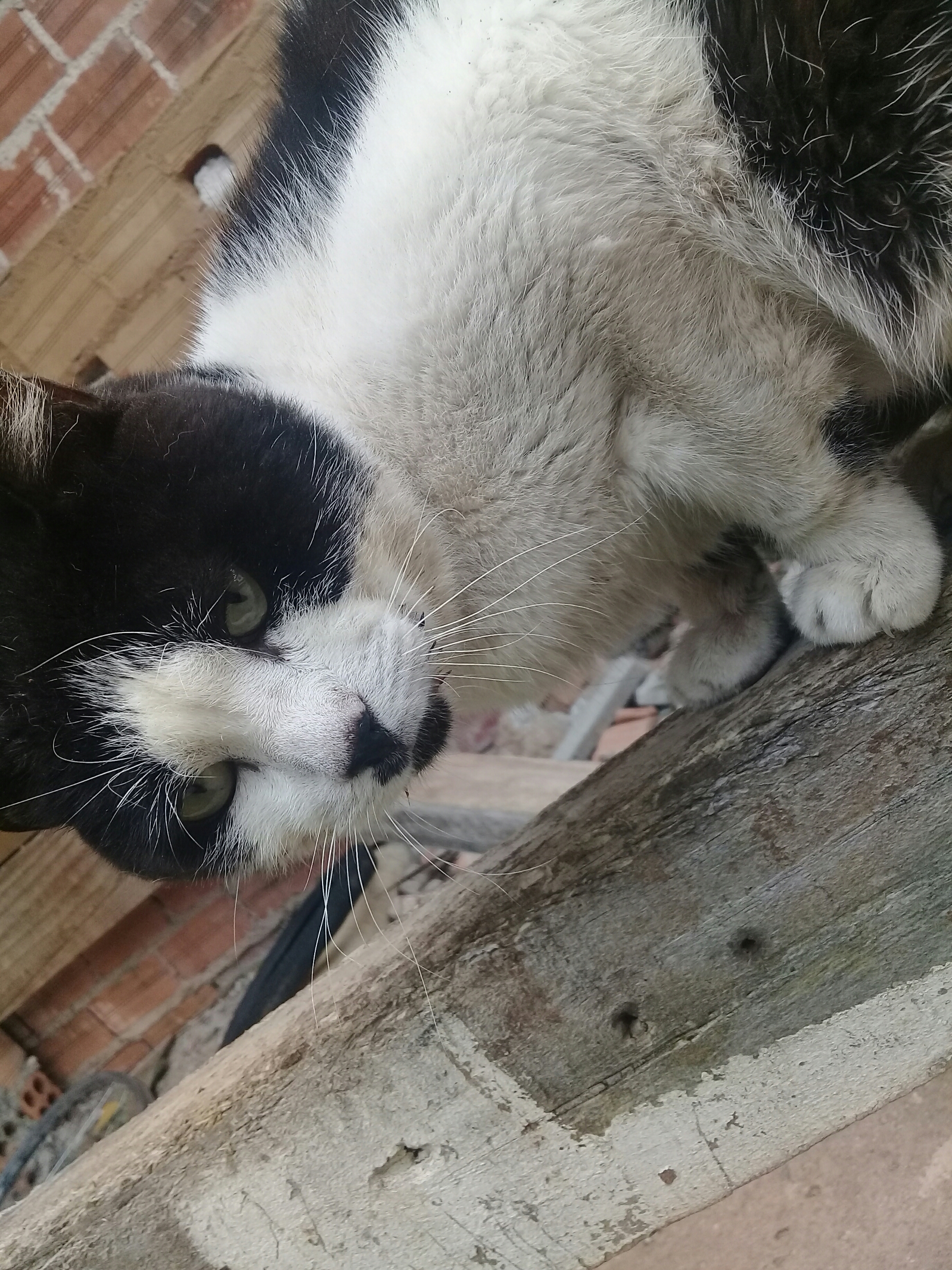 Rifa do(a) /Uploads/Usuarios/Rifas/2019/March/f854bc65-1644-e911-b8b3-000d3a705b26/foto_60.jpg