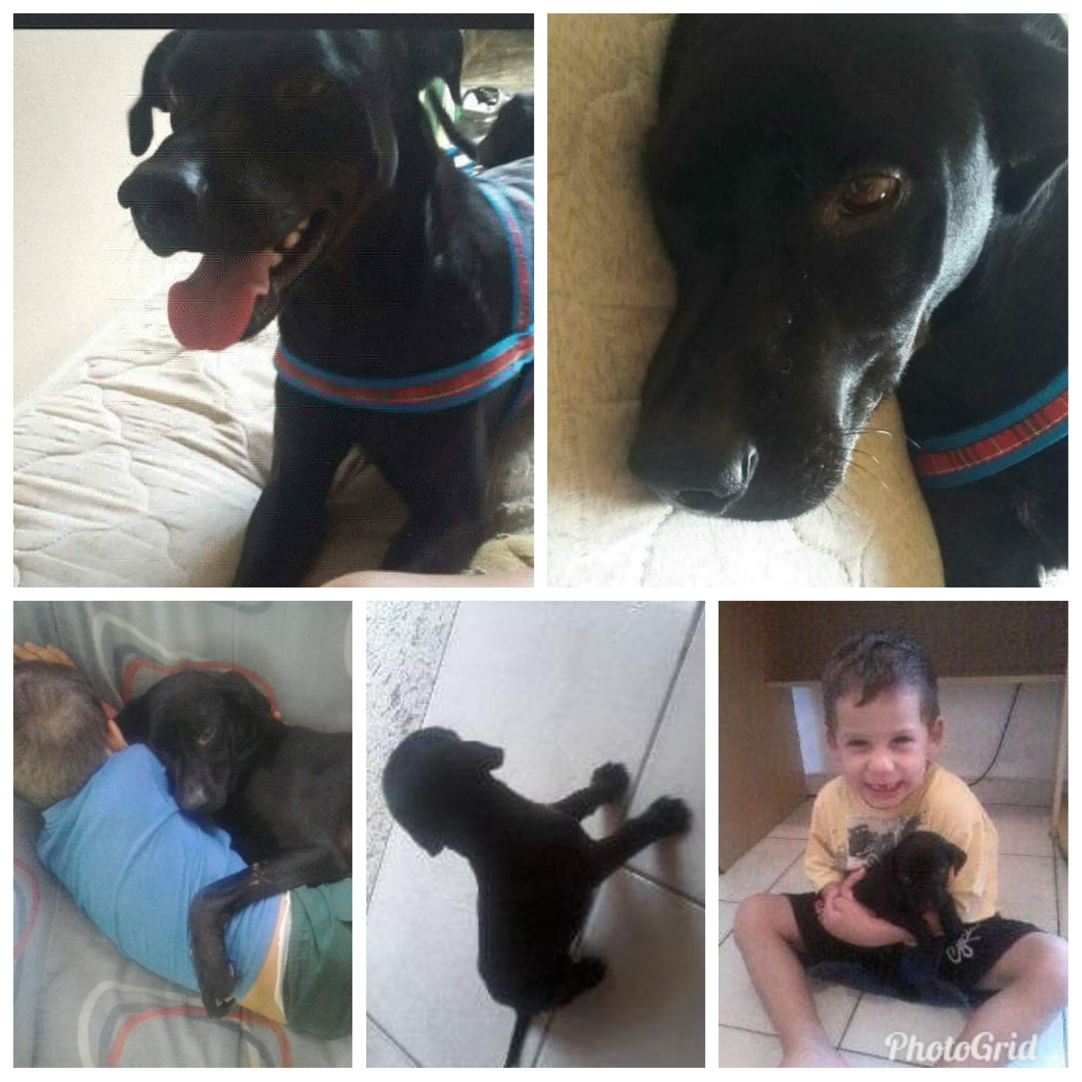 Rifa do(a) /Uploads/Usuarios/Rifas/2019/October/18410482-71e9-e911-a94c-b444432b9d76/PhotoGrid_1570416262488_1.jpg