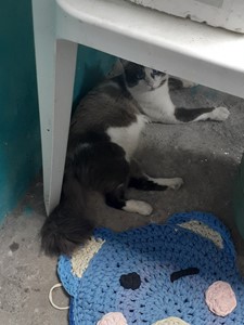 Rifa do(a) abandonados