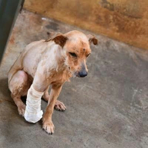 Rifa do(a) /Uploads/Usuarios/Rifas/2020/August/57191f50-0feb-ea11-a957-b44203e221a0/images12.jpeg