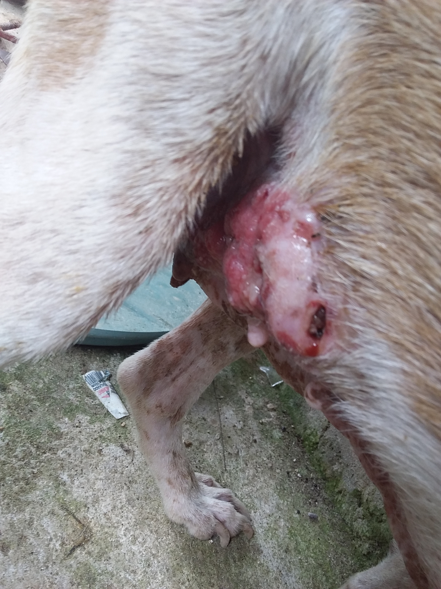 Rifa do(a) /Uploads/Usuarios/Rifas/2020/June/204ec28c-34a7-ea11-a957-b44203e221a0/20200531_122433.jpg