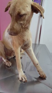 Rifa do(a) Boca Preta