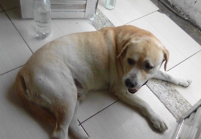 Rifa do(a) /Uploads/Usuarios/Rifas/2020/March/641e83a3-ec63-ea11-a952-c9856be91749/IMG20200311WA00082.jpg