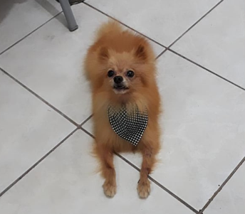 Rifa do(a) /Uploads/Usuarios/Rifas/2020/May/e07bab86-c990-ea11-a954-cc64526b8fe1/9817_Capturar.PNG