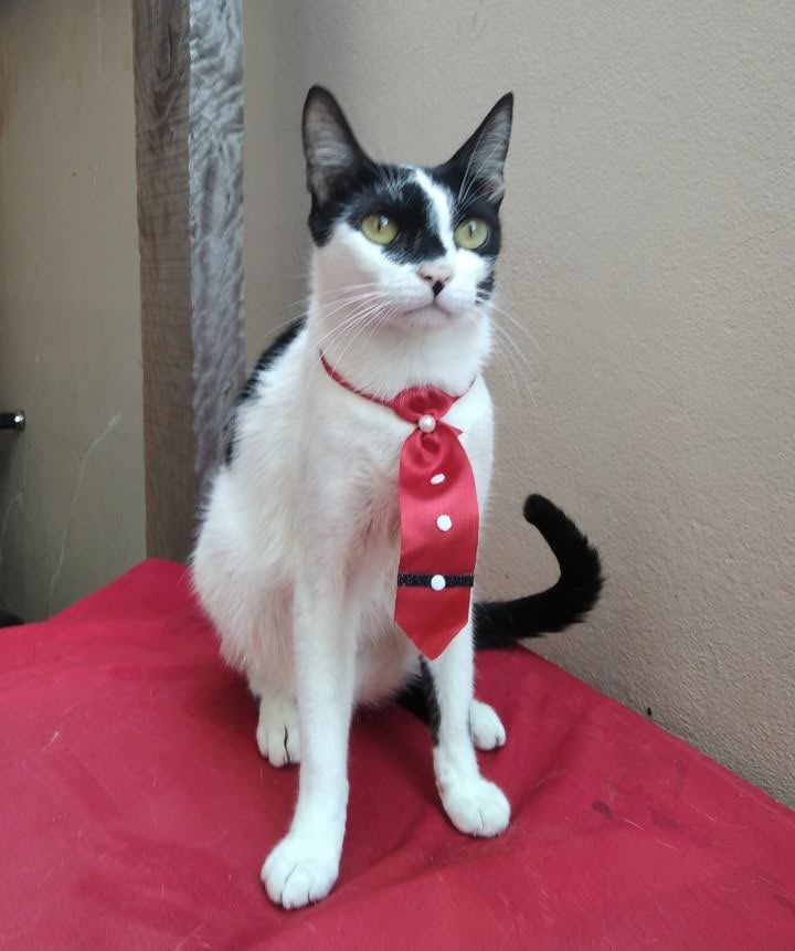 Rifa do(a) /Uploads/Usuarios/Rifas/2025/December/6f626ea0-88d4-f011-a9c2-ea93c57523d2/162_IMG_20201209_103534.jpg